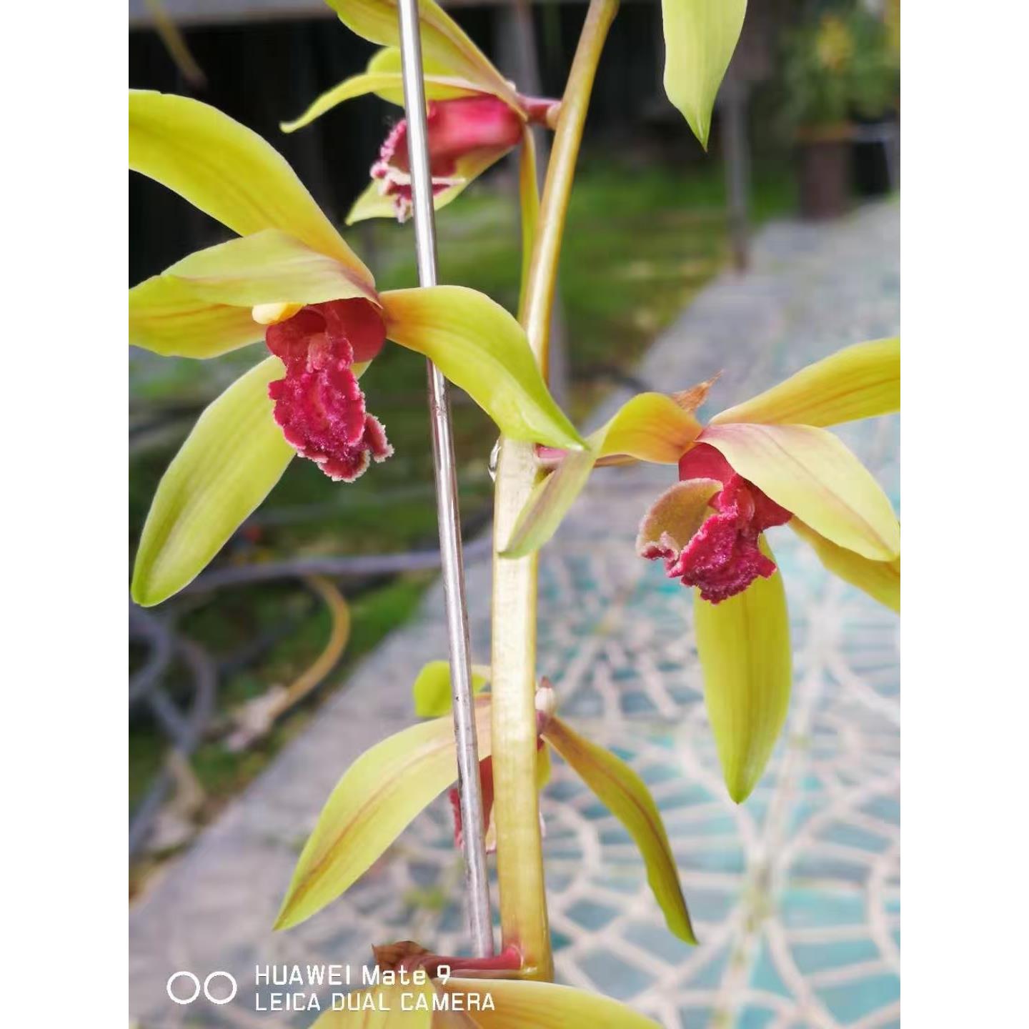 新品兰花红舌惠兰浓香兰花苗整颗连体兰花室内室内花卉绿植小盆栽