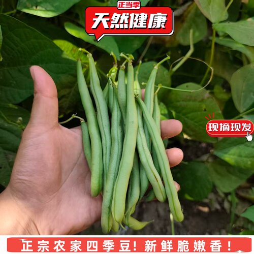 农家新鲜四季豆现摘现发蔬菜刀豆无筋豆鲜嫩脆露天菜园无狠活当季