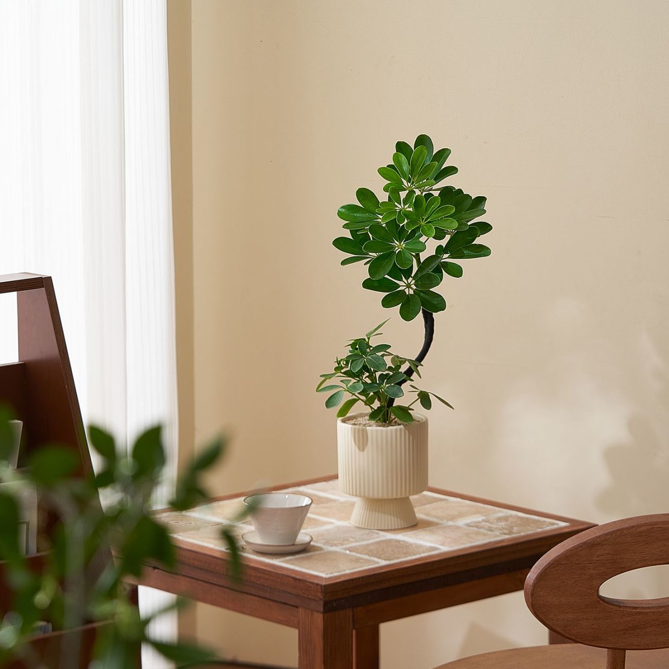 八方招财来财鸭脚木盆栽办公室