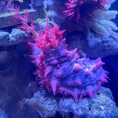 翻沙海参黑海参红海参观赏海洋生物吃除藻海缸翻砂海胆大海参宠物