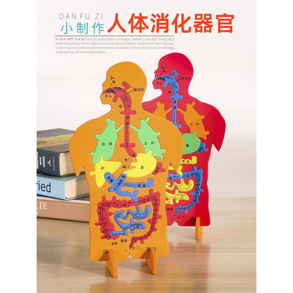 EVA科技小制作内脏拼图模型科学实验认知大号人体器官DIY消化系统