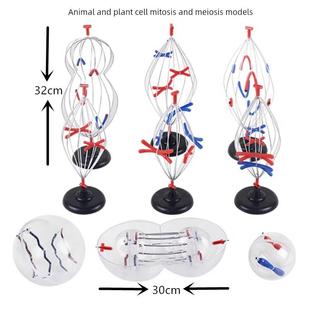 动植物细胞有丝及减数分裂模型 染色体变化教具 生物教学仪器