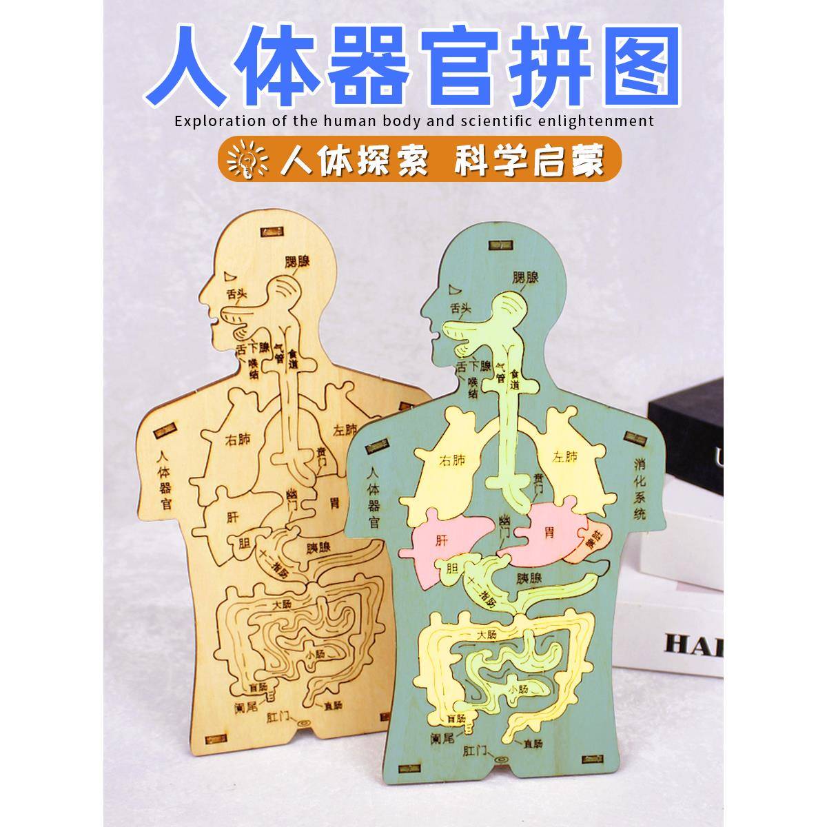 人体消化系统器官内脏拼图模型科技小制作手工幼儿园小学科学实验