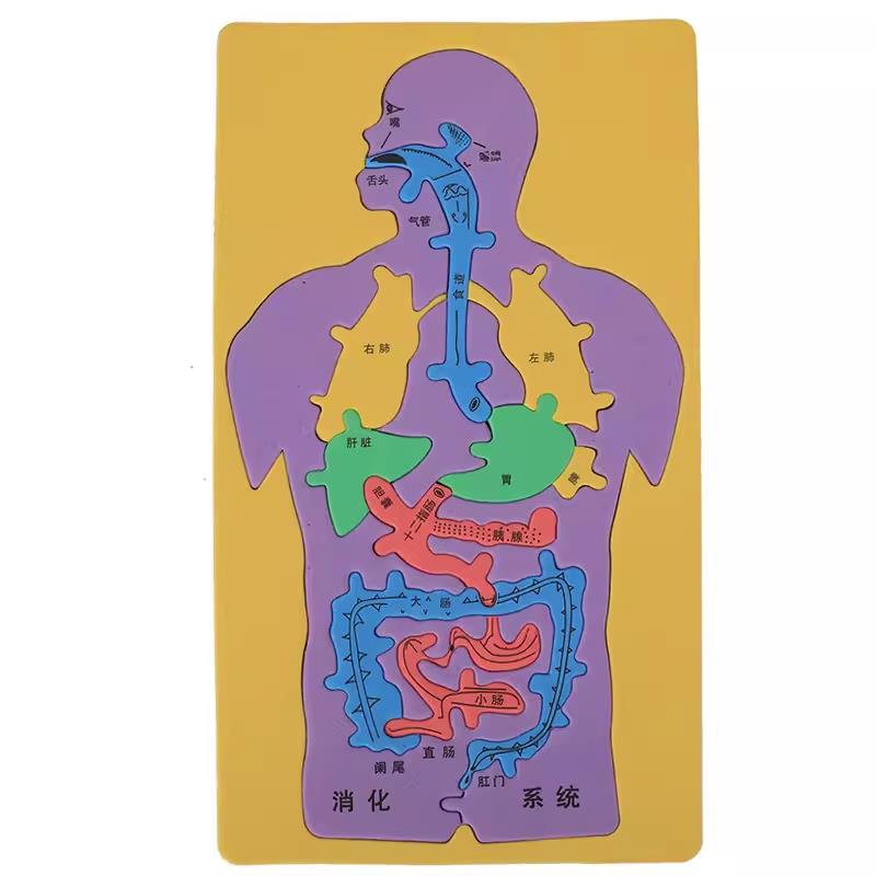 科技小制作发明手工DIY人体消化系统内脏拼图EVA模型益智科学实验