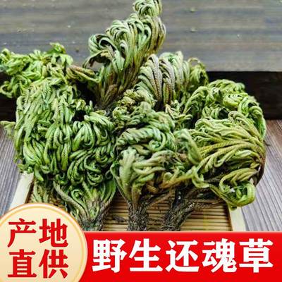 卷柏中药材250g还阳草不死草小叶卷伯冷背干货野生正品官方旗舰店