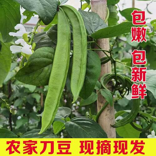 现摘现发生刀豆新鲜大刀豆应季蔬菜生刀豆刀把豆酸辣刀豆腌制原料