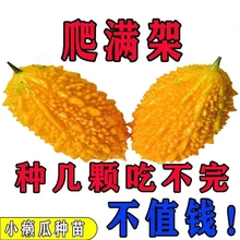 小癞瓜秧苗赖葡萄金铃苗金癞瓜苗子小苦瓜四季农家蔬菜苗