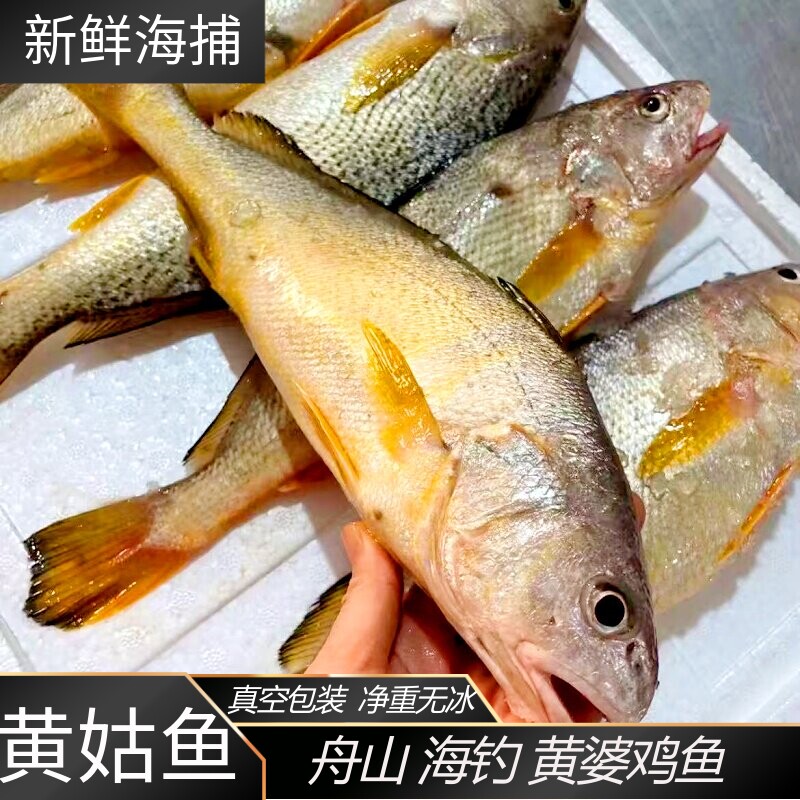 舟山海捕天然黄姑鱼春子鱼