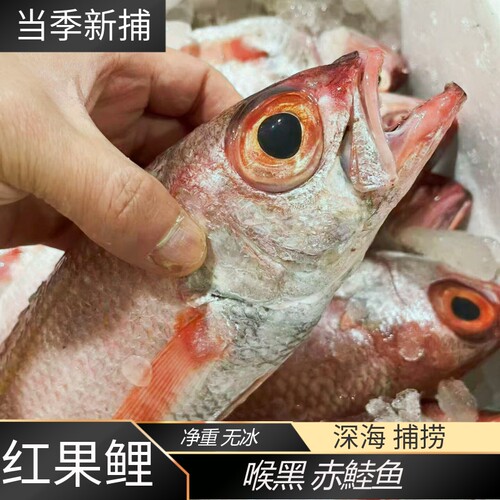 舟山海捕红果鲤鱼喉黑鲜嫩冷冻