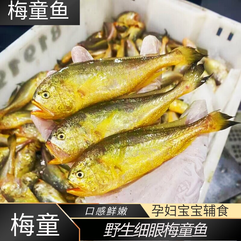 梅童鱼新鲜 舟山海捕细眼梅童 梅子鱼 大头宝 大梅童鱼 冰鲜发货