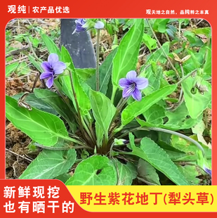 四川新鲜紫花地丁草紫地丁堇堇草现摘现发犁头草地丁草泡茶