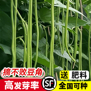 长豆角种子压塌架小五叶特长豇豆种籽庭院田园爬藤一点红蔬菜种孑