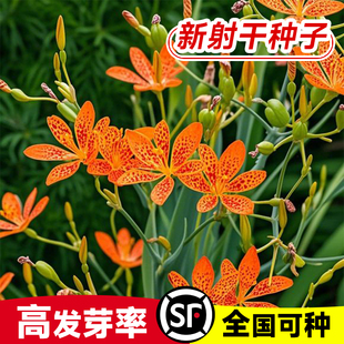 射干种子黑莓种子多年生耐旱射干种籽耐寒盆栽观赏花卉中药材种籽