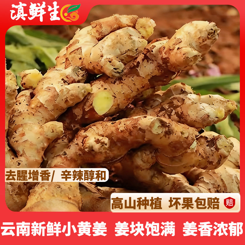 滇鲜生云南正宗小黄姜 新鲜生姜小黄姜调味 新鲜蔬菜带泥发货