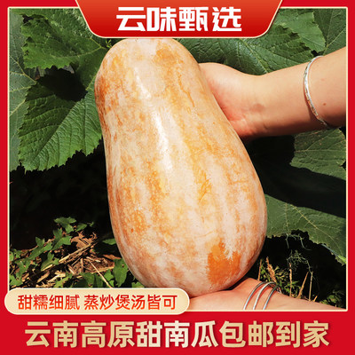 滇鲜生云南食材高原甜软糯南瓜