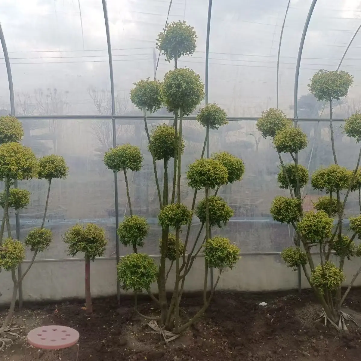 亮晶女贞造型树基地零售均可四季常青庭院别墅楼顶摆放