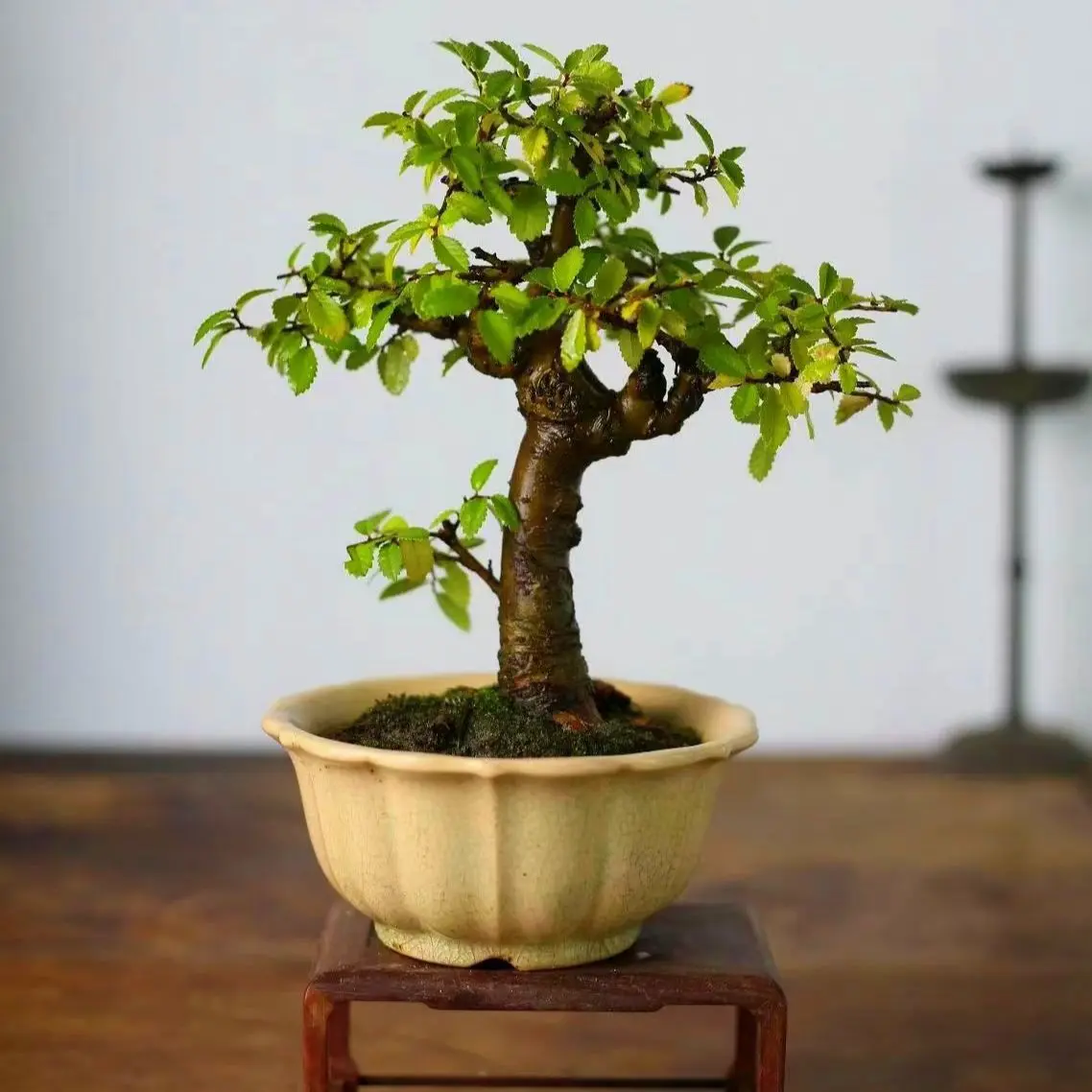 小叶榔榆树盆景提根造型老桩阳台办公桌四季常青植物