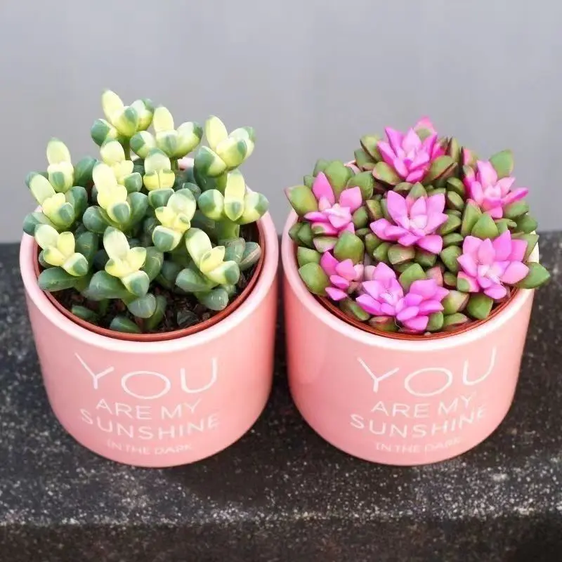 鹿角海棠吹雪之松锦植物花卉新手好养植物吉祥如意