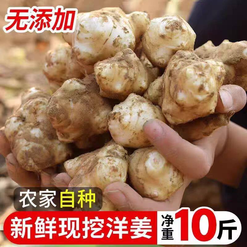 农家洋姜新鲜现挖5斤野生姜不辣鬼子姜生洋姜蔬菜酱菜腌制泡菜10