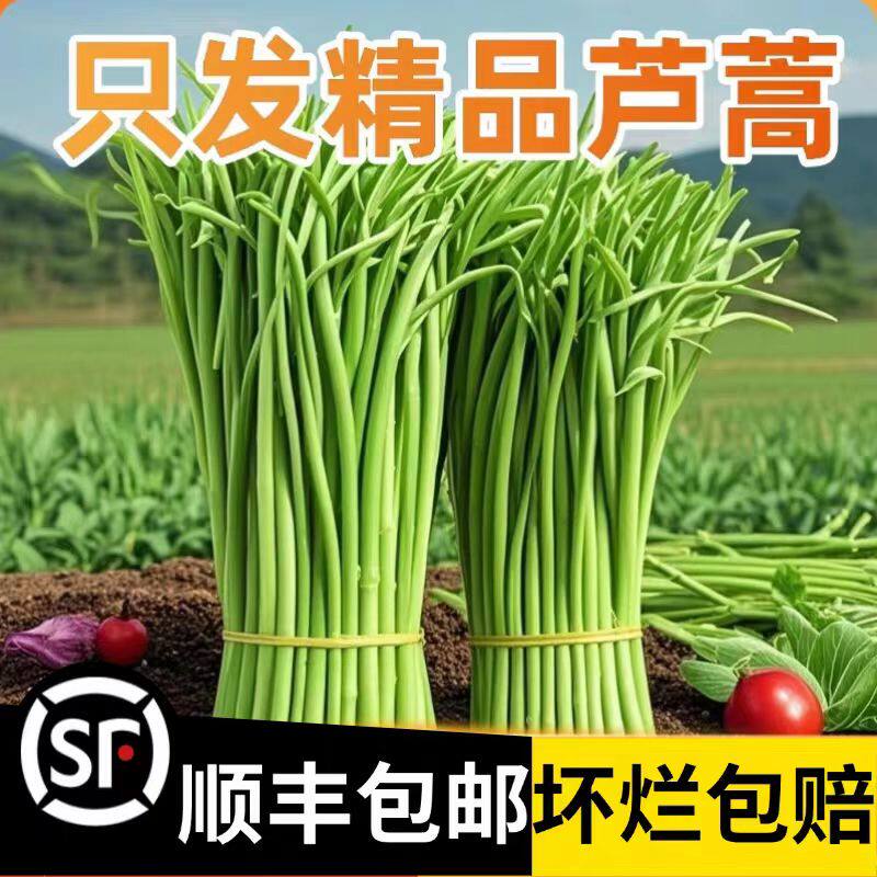 当季新鲜芦蒿 篱蒿3斤去叶时令黎蒿新鲜蔬菜野菜藜蒿鲜嫩泥蒿茼蒿