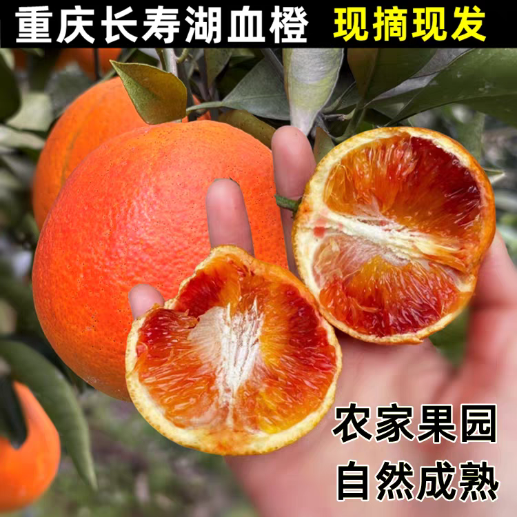 新鲜现摘重庆长寿湖血脐塔罗科血橙子红心万州玫瑰血橙9斤 整箱