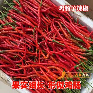 鸡肠辣椒浏阳老品种红辣椒体长皮薄辣味浓香纯正的家乡味道2斤装