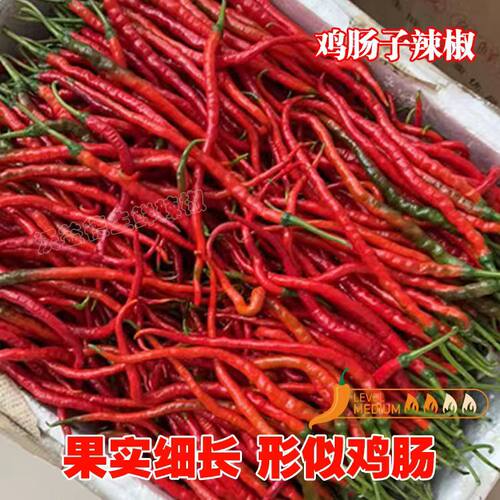 鸡肠辣椒浏阳老品种红辣椒体长皮薄辣味浓香纯正的家乡味道2斤装