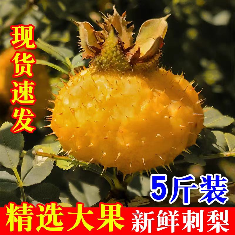 26年贵州特产青刺梨鲜果正宗贵州刺梨大果鲜榨整箱新货当季包邮