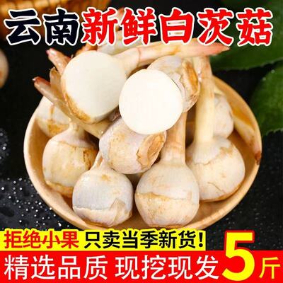 现挖新鲜茨菇5斤白茨菇农家自种新鲜慈姑白马蹄粉糯茨菰马蹄菇包