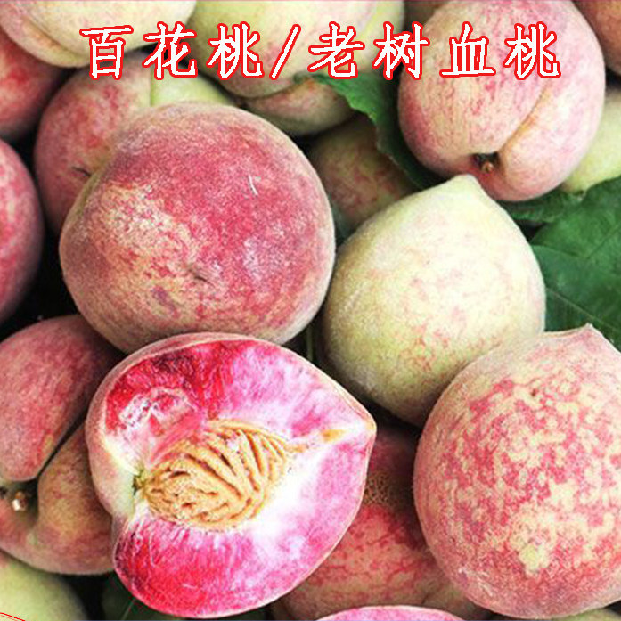 正宗老树白花桃血桃新鲜现摘现发毛桃应季水果血桃五月仙脆甜毛桃