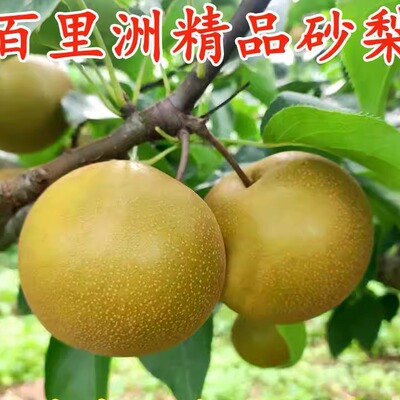 百里洲黄花梨砂梨当季梨子新鲜水果正宗湖北枝江翠冠梨沙梨苹果梨