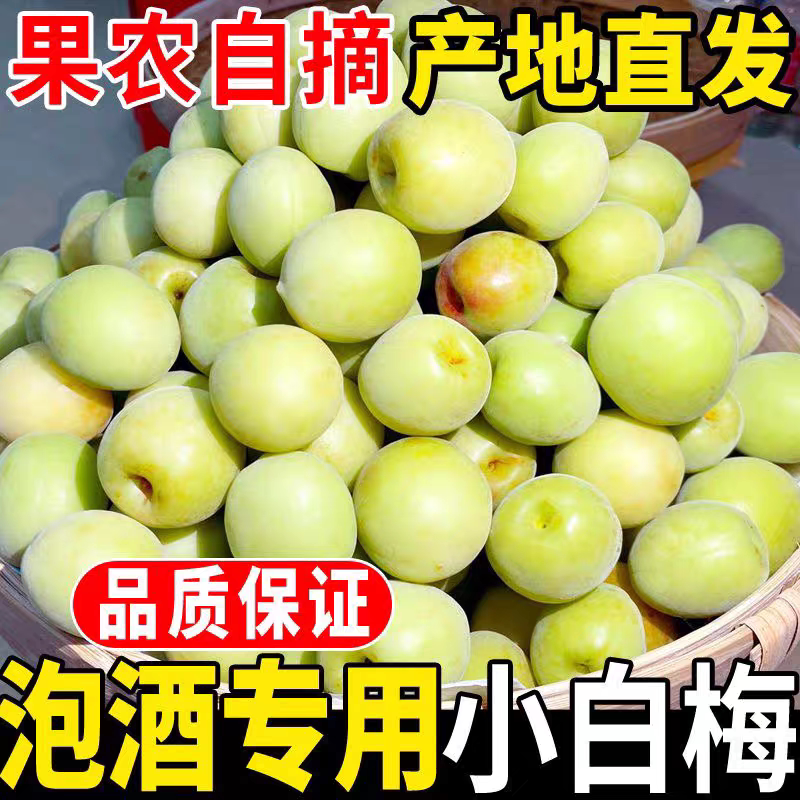 小白梅青梅鲜果高山白梅野生现摘白粉梅泡酒白梅新鲜酸脆梅子水果