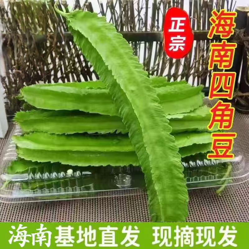 海南新鲜四角豆现摘蔬菜四棱豆特产龙豆豆角普通快递包邮