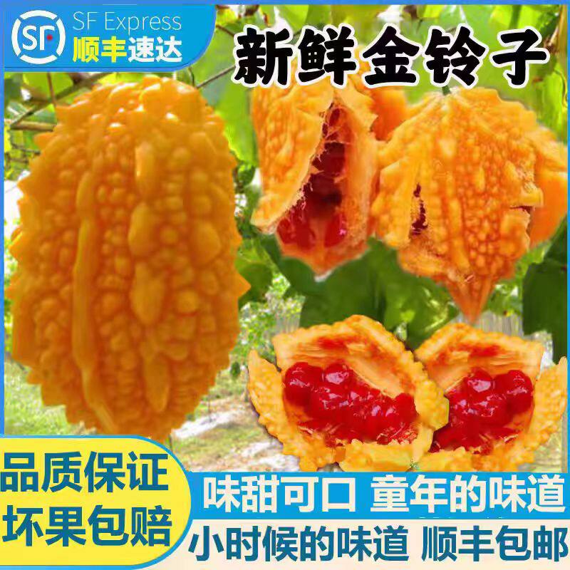 罕见金铃子新鲜水果赖葡萄鲜果现摘金癞刺濑瓜小苦瓜红娘果小癞瓜