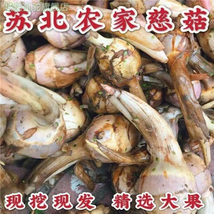 江苏宝应特产茨菇现挖慈姑新鲜茨菇农家蔬菜新鲜时令蔬菜慈姑青皮