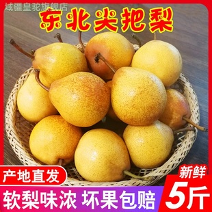 东北正宗尖把梨特产秋子梨冻梨葫芦尖把梨5斤酸甜软梨小酸梨