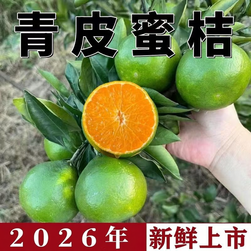 广西桂林 青皮橘子 当季水果果园直发现摘现发多汁新鲜薄皮