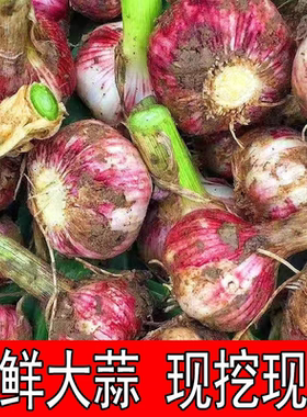 26年紫皮鲜蒜新鲜大蒜糖醋蒜现挖生鲜大蒜头腌制嫩蒜批发厨房调味