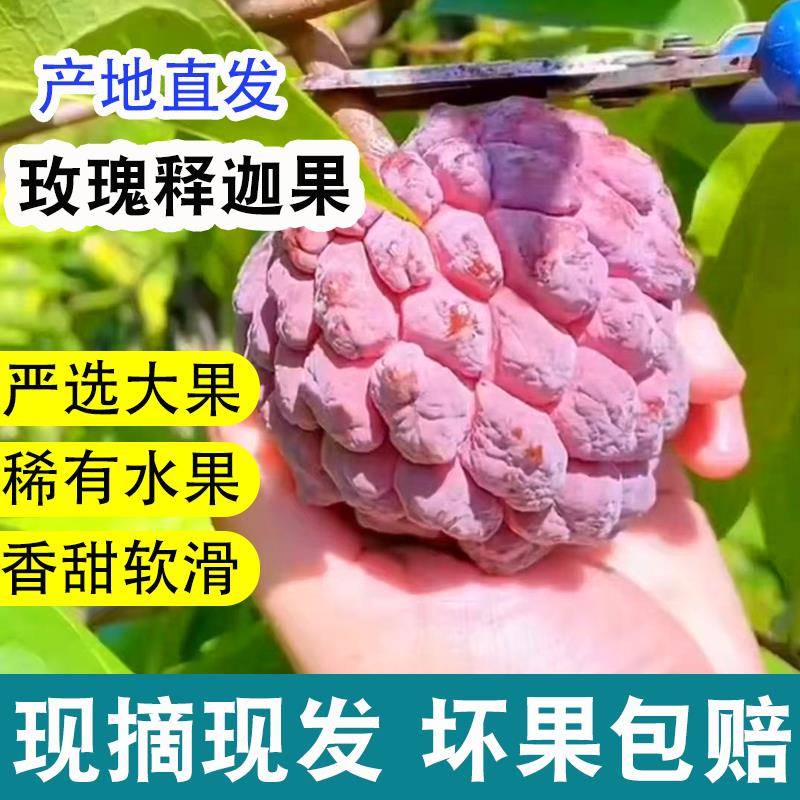 海南玫瑰释迦果当季孕妇水果现摘现发新鲜释迦果精品释迦高端水果