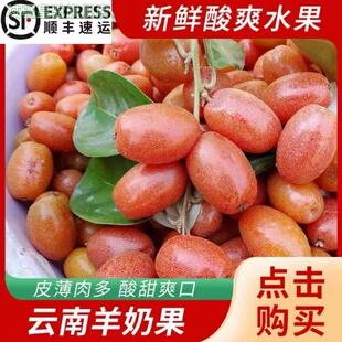 云南新鲜羊奶果大果热带时令孕妇水果稀有牛奶果新鲜现摘酸甜可口