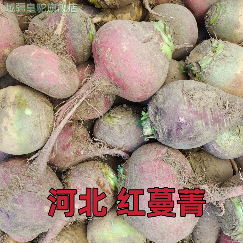 新鲜红蔓菁河北特产甜面芜菁农家种植疙瘩红皮蔓菁穗子蔓菁包邮