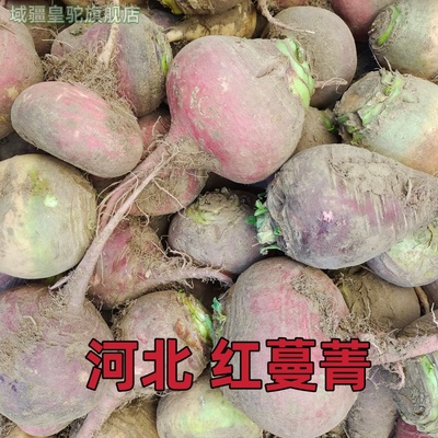 新鲜红蔓菁河北特产甜面芜菁农家种植疙瘩红皮蔓菁穗子蔓菁包邮