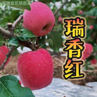 正宗瑞雪瑞香红苹果陕西新品种脆甜多汁浓香脆甜苹果西北农林科技