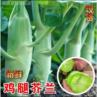 新鲜芥兰菜蔬菜大芥蓝鸡腿芥兰笋新鲜现摘清脆爽口特色食材包邮