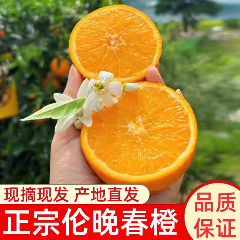当季伦晚脐橙新鲜水果现摘春橙手剥冰糖甜橙应当季水果整箱包邮图片