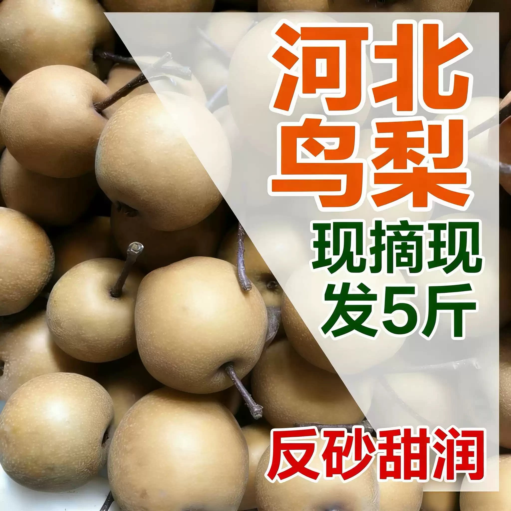 现摘现发小红梨新鲜鸟梨野生棠梨子当季水果可盐可甜反砂小糖梨
