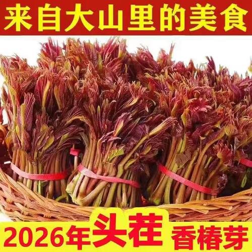 香椿芽新鲜嫩芽采摘现摘现发露天红油野生红叶叶菜头茬包邮椿芽