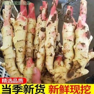 山东新鲜仔姜嫩姜子红芽仔姜鲜嫩农家现挖时令腌制泡姜泡菜泡醋姜