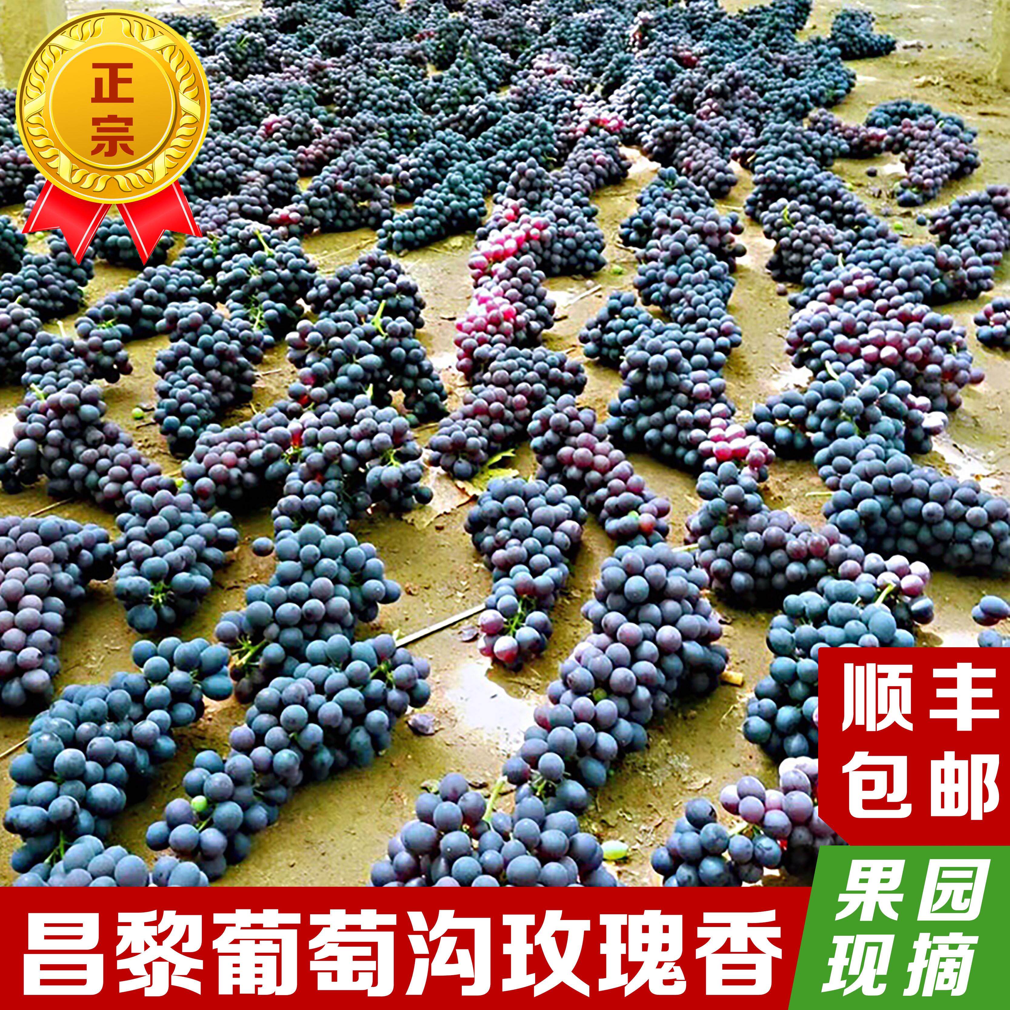 昌黎葡萄沟玫瑰香葡萄自家种当季无籽新鲜现摘产地直发非提子