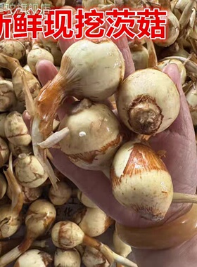 东台新鲜蔬菜山茨菇白慈姑茨菰马蹄荸荠燕尾草地栗芽菇特产兹池姑